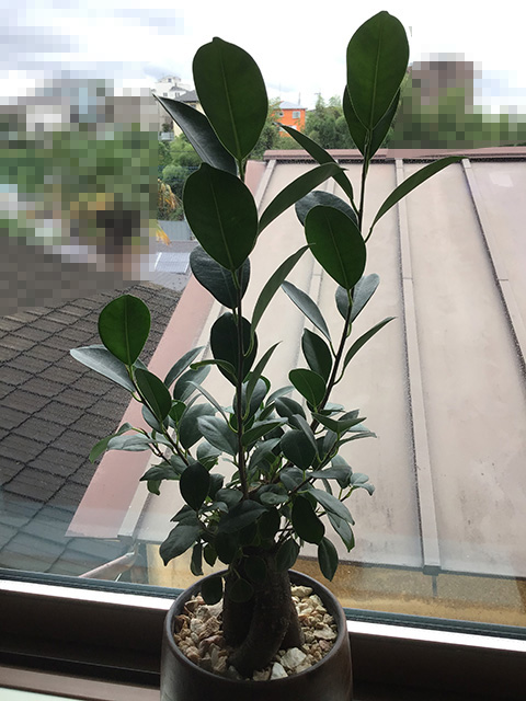 観葉植物 エコポチ製ガジュマル パキラ購入１年経過 水やり 剪定 育て方解説 イナコーシステム